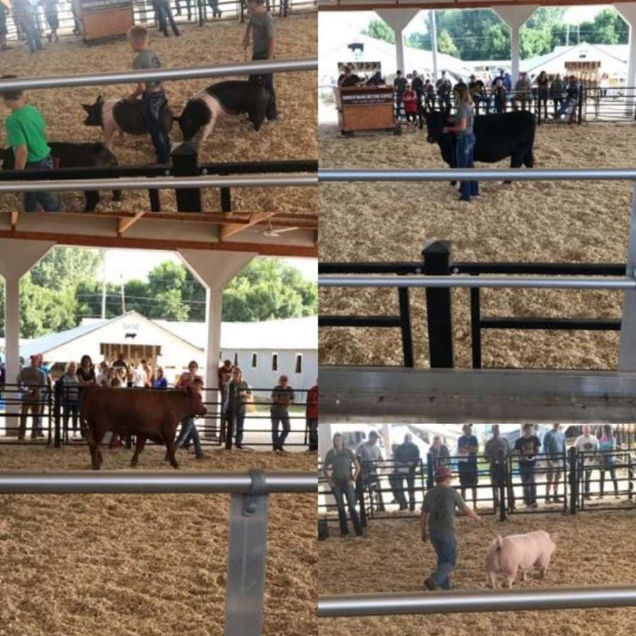 Showing Cattle and Hogs at the Humboldt County Fair